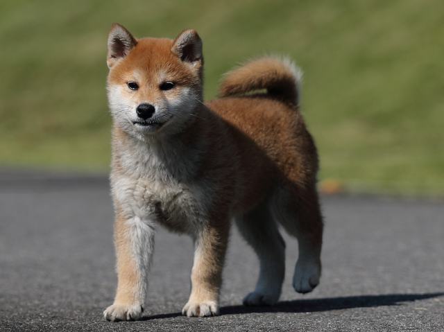 AI5I9814-puppy AI5I9814-puppy
