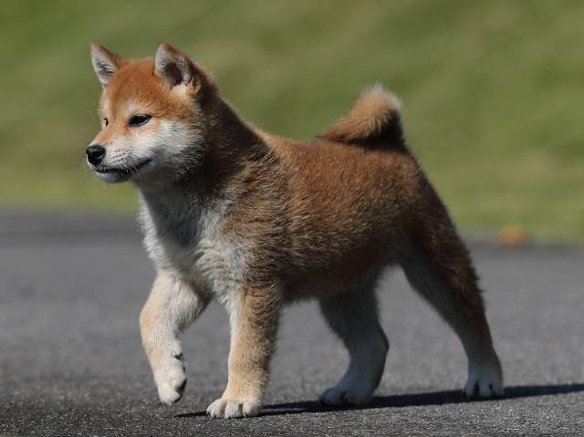 AI5I9820-puppy AI5I9820-puppy