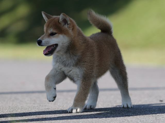AI5I9854-puppy AI5I9854-puppy