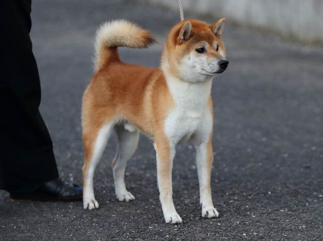 飼い主様決定の子犬 ID3232紅ノ竜王号 | 【柴犬.net】柴犬専門