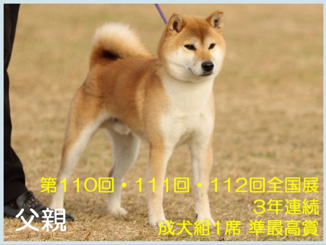 飼い主様決定の子犬 ID3232紅ノ竜王号 | 【柴犬.net】柴犬専門