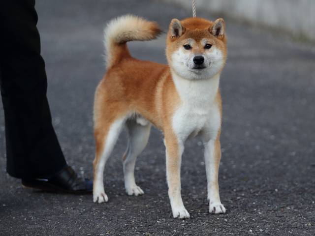 柴犬のりお様 飼い主様決定の子犬 ID3232紅ノ竜王号 | 【柴犬.net】柴犬専門