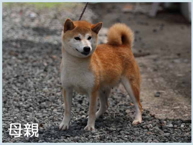 紅の咲姫号 紅の咲姫号