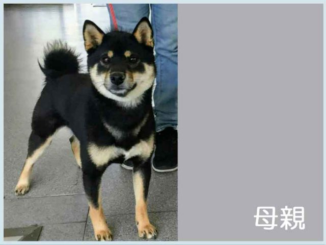 母親犬 母親犬