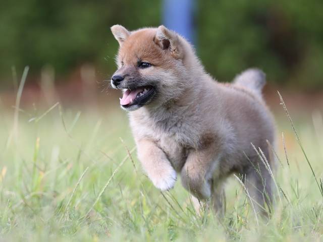 AI5I0023-puppy AI5I0023-puppy