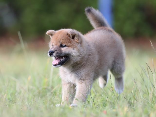 AI5I0025-puppy AI5I0025-puppy