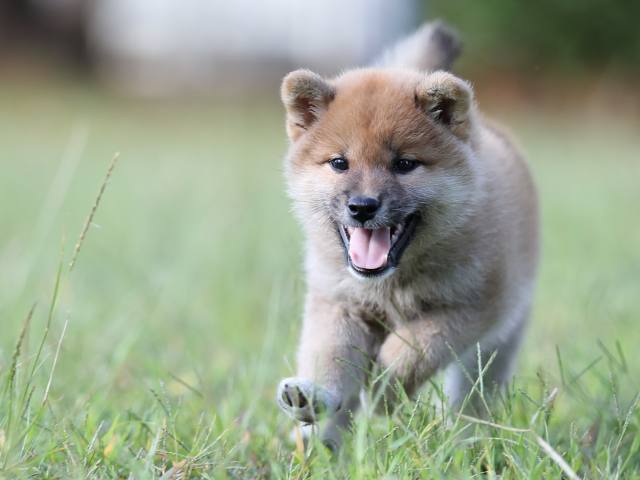 AI5I0145-puppy AI5I0145-puppy