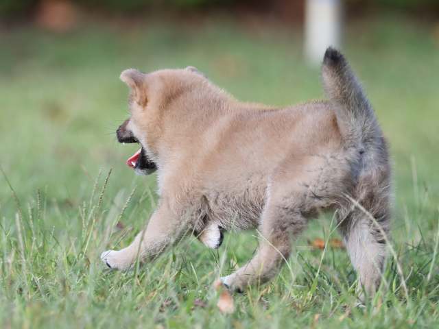 AI5I0244-puppy AI5I0244-puppy