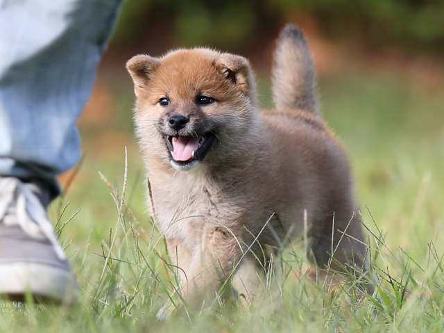 AI5I0275-puppy AI5I0275-puppy