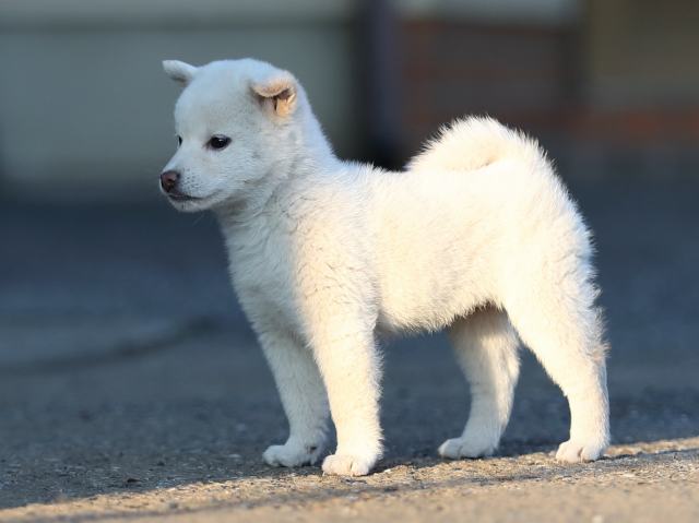 AI5I0313-puppy AI5I0313-puppy