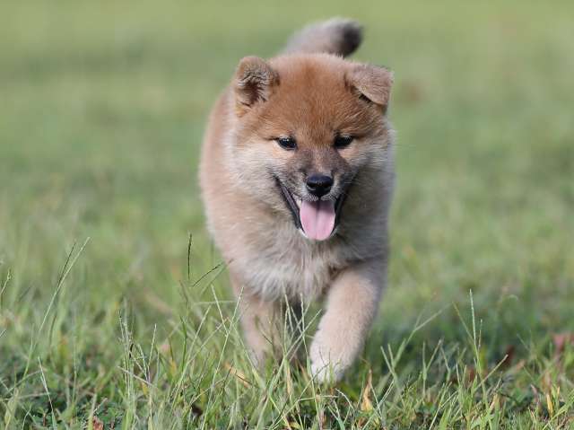 AI5I0346-puppy AI5I0346-puppy