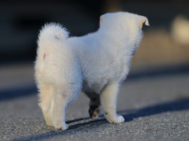 AI5I0358-puppy AI5I0358-puppy