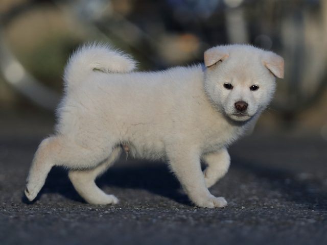AI5I0371-puppy AI5I0371-puppy