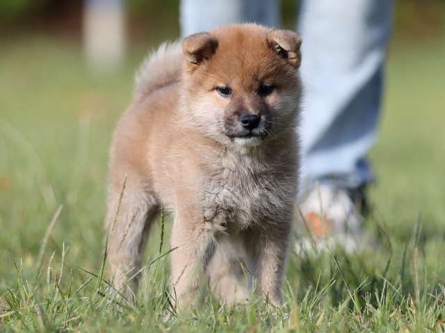 AI5I0377-puppy AI5I0377-puppy