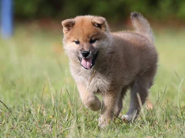 AI5I0414-puppy AI5I0414-puppy