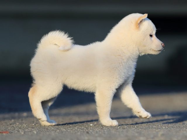 AI5I0423-puppy AI5I0423-puppy