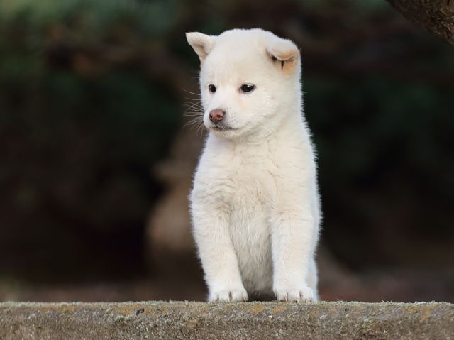 AI5I0440-puppy AI5I0440-puppy