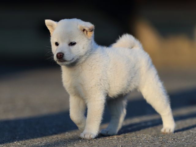 AI5I0524-puppy AI5I0524-puppy