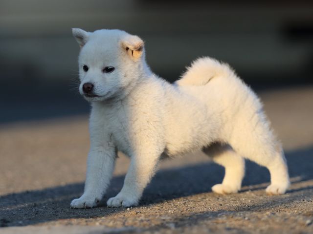 AI5I0530-puppy AI5I0530-puppy
