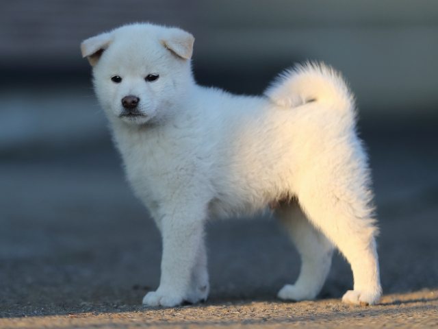 AI5I0592-puppy AI5I0592-puppy