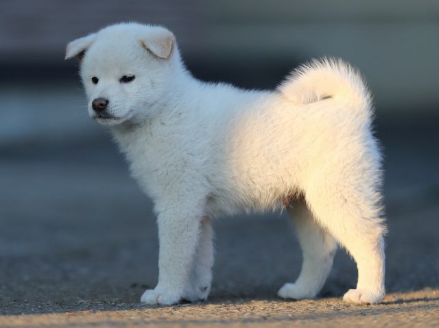 AI5I0594-puppy AI5I0594-puppy