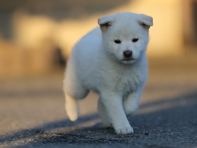 AI5I0608-puppy AI5I0608-puppy