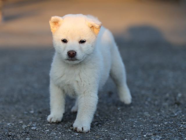AI5I0623-puppy AI5I0623-puppy