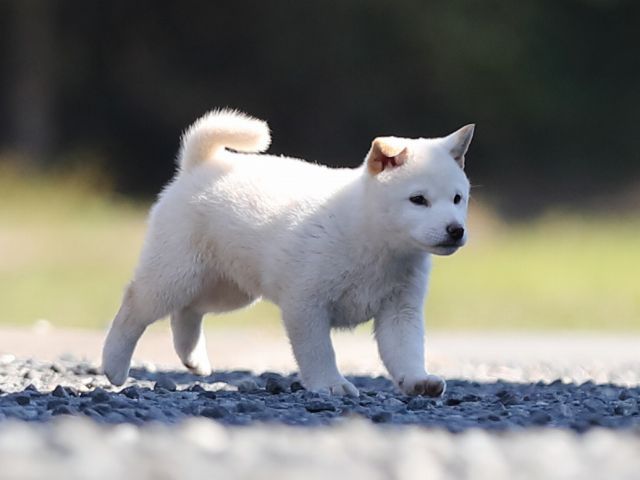 AI5I0774-puppy AI5I0774-puppy