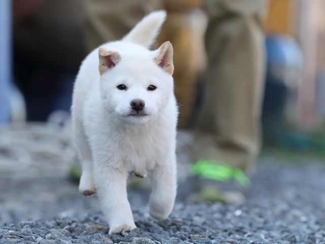 AI5I0845-puppy AI5I0845-puppy