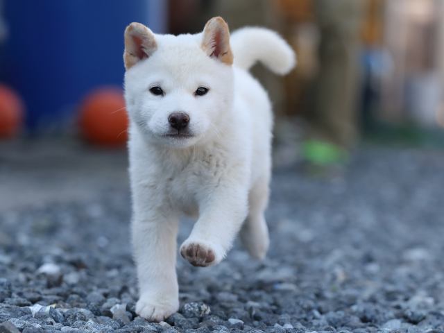 AI5I0854-puppy AI5I0854-puppy