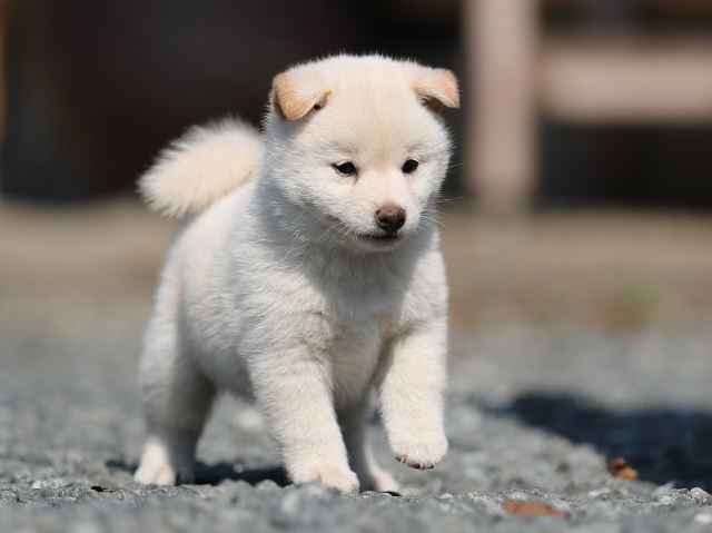 AI5I0922-puppy AI5I0922-puppy