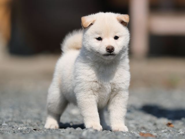 AI5I0925-puppy AI5I0925-puppy