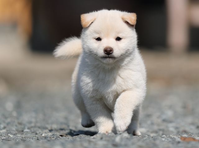AI5I0931-puppy AI5I0931-puppy