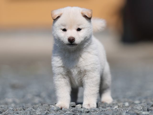 AI5I0934-puppy AI5I0934-puppy