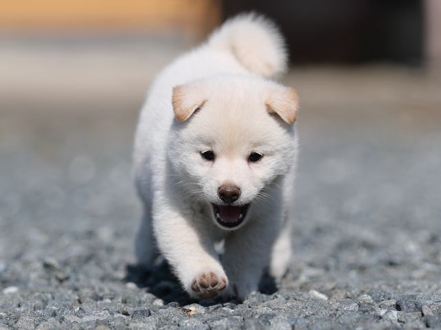 AI5I0946-puppy AI5I0946-puppy
