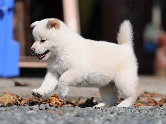AI5I0957-puppy AI5I0957-puppy