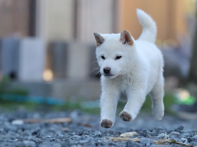 AI5I0988-puppy AI5I0988-puppy