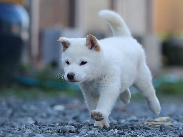 AI5I0991-puppy AI5I0991-puppy