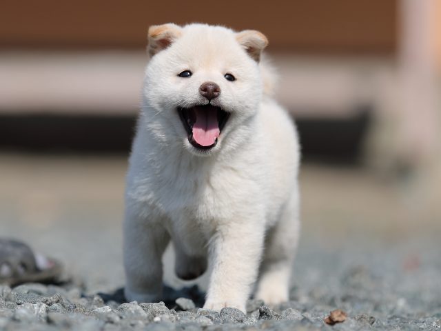 AI5I0996-puppy AI5I0996-puppy