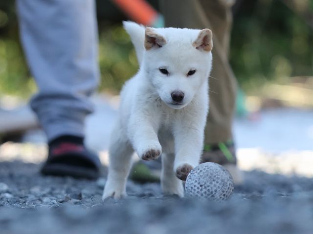 AI5I1006-puppy AI5I1006-puppy