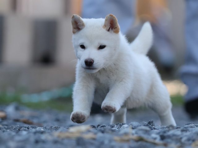 AI5I1032-puppy AI5I1032-puppy