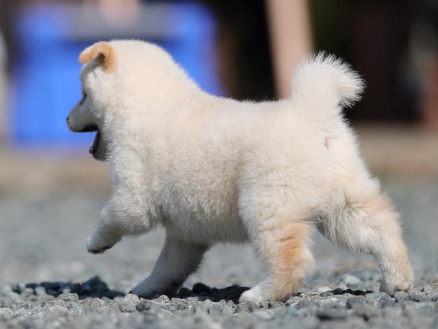 AI5I1050-puppy AI5I1050-puppy