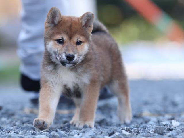 AI5I1122-puppy AI5I1122-puppy
