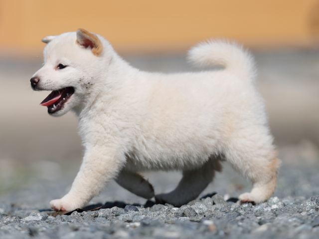 AI5I1153-puppy AI5I1153-puppy