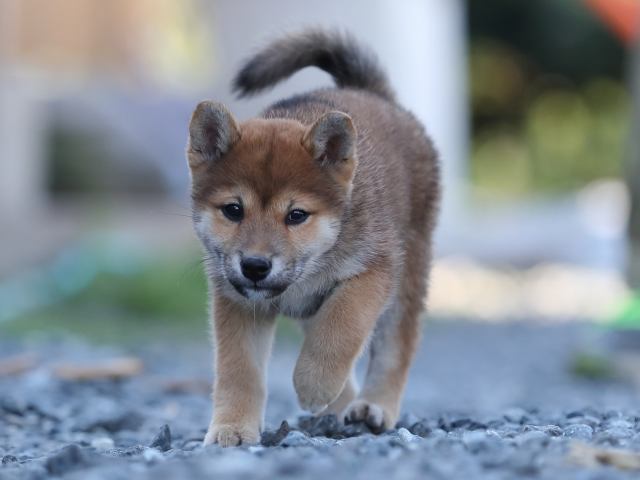 AI5I1185-puppy AI5I1185-puppy