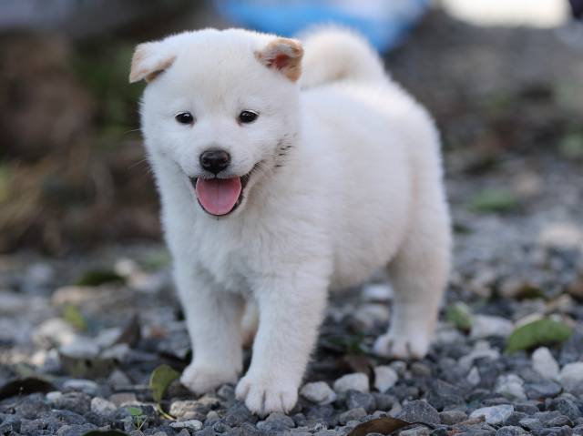 AI5I1225-puppy AI5I1225-puppy