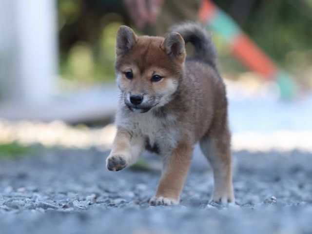 AI5I1233-puppy AI5I1233-puppy