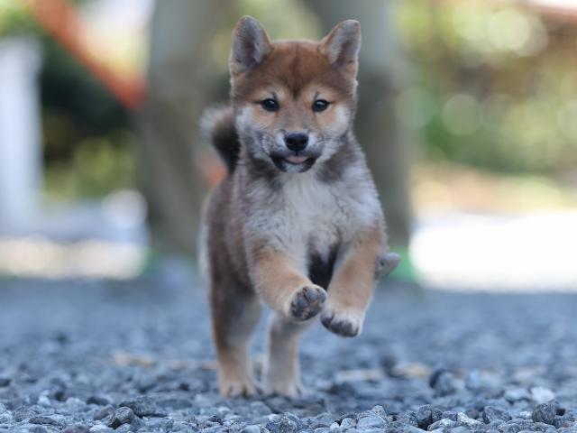 AI5I1249-puppy AI5I1249-puppy