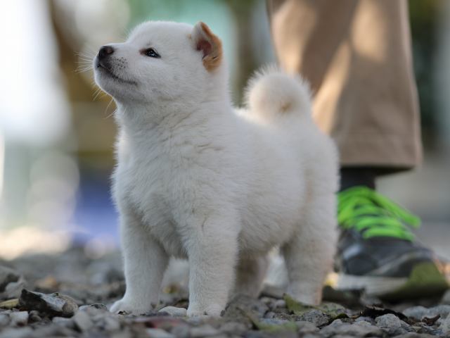 AI5I1259-puppy AI5I1259-puppy
