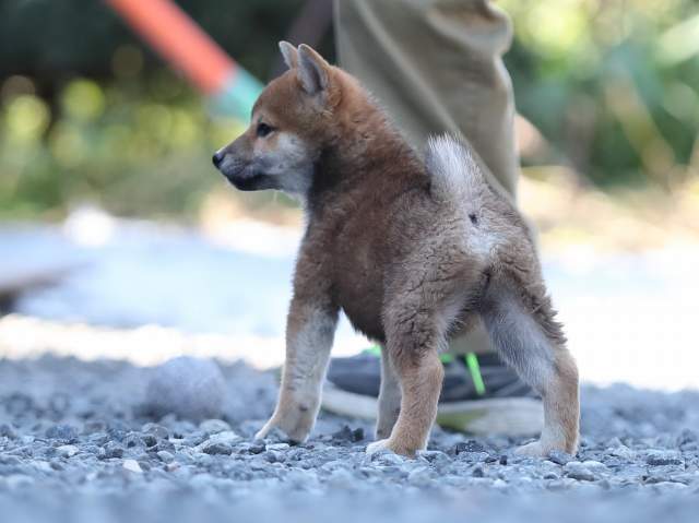 AI5I1282-puppy AI5I1282-puppy